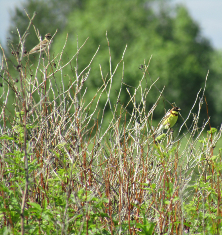 ���������� "�� �����������" � ������������� �������