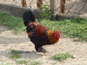 DSC06178.JPG