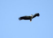 Haliaeetus leucogaster - ���������� �����
