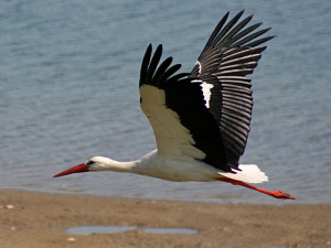 ���� ��  ����������� ����������� �� ��������