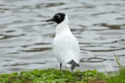 ������� ����� (Chroicocephalus serranus)