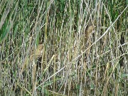 DSC01323.jpg