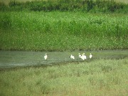 ������� (Platalea leucorodia). ���� 2015, �������� "�����-������". ��� - ������ � ���� �������� �������� ������, ��� �������� � ���������� ��������� � ������� ������� �������� ����� "��������"...