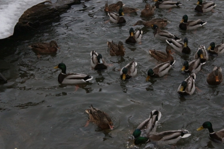 ��������� ����� ����� ������������� � ����������� ���� � ���������� �������