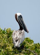 ������������ ����� ������� (Pelecanus occidentalis)
