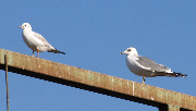 Larus2