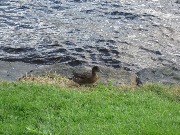 Savonlinna, 2014. ��������, ����� ������.