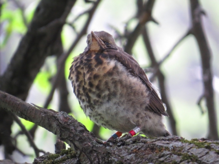 ������������� ���������