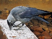 �����, Coloeus monedula �� ��������������� �����. ���������� �������, ������������� �����, ������� "���������". 4 ��� 2017 ����.