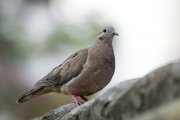 ������� ������� (Zenaida auriculata)