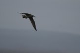 ������� �������� (Numenius phaeopus)