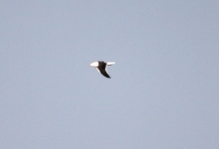 IMG_7243.JPG