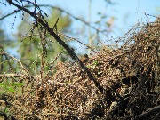 ��������� (Troglodytes troglodytes). Mikkeli, 2015.