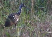 IMG_2851.JPG