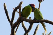 ������������� ������� (Psittacula cyanocephala). 