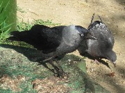 ����� (Coloeus monedula) � ����� ������ (Columba livia). ��� 2012 ����, �������. ���-�� ��� ���������� ����� ������ �����������, ���������� ���� ����� - "�����".