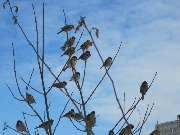 ��������� ������ ������� (Passer domesticus) � ������� (P. montanus) ��������. ���� 2012, ����� ����� �������� � �������. ���� �� �������� ���� ������������ �������� � ���� ������ - ��� ����� ���� ����������, �� ��� � ����� �������������.