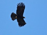 Ictinaetus malayensis (Temminck, 1822)  Black Eagle	
���-������