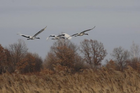 ������� ��������  ��������, ���������� � ���������� �����������