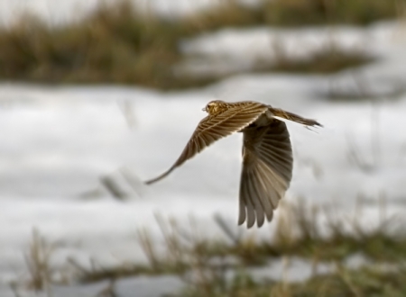 �����-2011: ��� �� �����. 8 �����