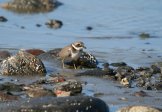 ������� ���������� (Charadrius hiaticula)����� ������ �� �������� ��������