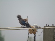 DSC01778.jpg