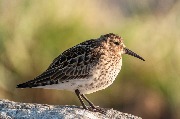 ���������� (Calidris alpina)