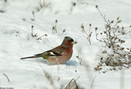 ����� � 2012: ���� �� ����. 25  �����