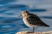 ���������� (Calidris alpina)
