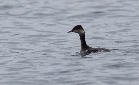 ����������� ������� � ����� ��� ����  ����� �����