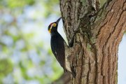 ����������� ���������� (Melanerpes cruentatus)