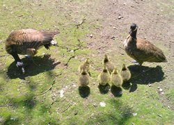  ������������� ��������� ��������� ��������� �������