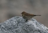 �������-������ (Ocyris rusticus)