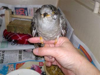 �������������� ������� ������� �� ��������