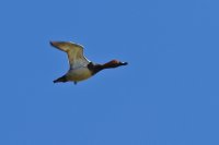 IMG_1799