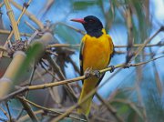 Oriolus xanthornus  (Linnaeus, 1758)	Black-hooded Oriole
������ ������������