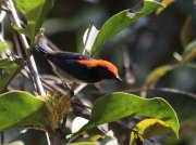 Dicaeum cruentatum - ������� ��������������