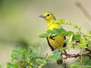 Aegithina tiphia  (Linnaeus, 1758)	Common Iora
���� ������������