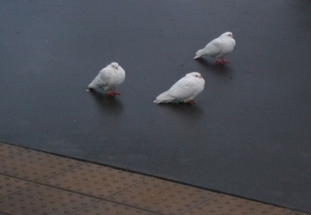 � ������ ������� ������