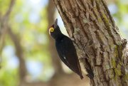 ����������� ���������� (Melanerpes cruentatus)