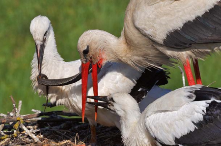 ������ ��� ����� � ������ ������ - ������