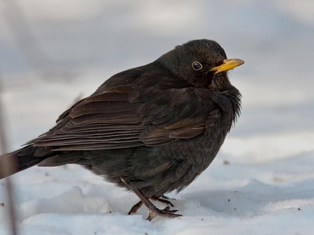 ����� � 2012: ���� �� ����. 19  �����