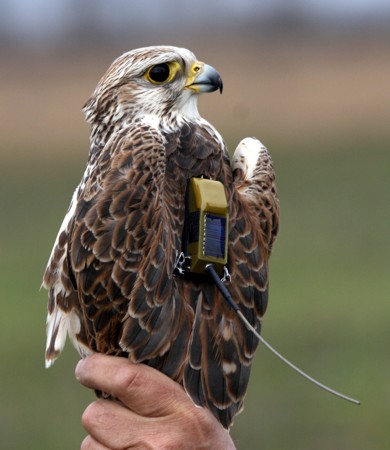 �������� �� �������