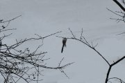 DSC_0402.JPG