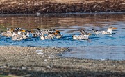 DSC_0826.jpg