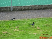 IMG_6101.JPG