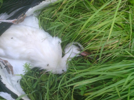 ������ ������