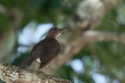 ����� ���������� (Turdus hauxwelli)