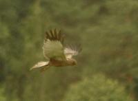 bird1