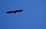 �������� �����-��������� (Haliaeetus albicilla)